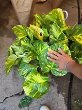 8" Pot - 2 ft tall Giant Hawaiian Pothos plant, Get them just like the picture!