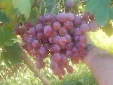 Grape Vine - Red Globe Grapes - Rooted 3 Pieces Grapes Plants