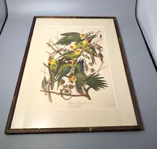 Audubon Early Edition Carolina Parrots Lithograph. R Havell London