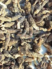 MOREL MUSHROOM