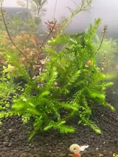 6”x6” Giant Willow Moss - Rare Freshwater Aquatic Live (+Mystery Plant)