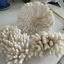 New ListingNatural White Lettuce Coral Nautical Ocean Maritime Decor 3 Different Types? Lot