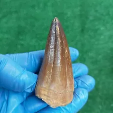 Extremly RARE MOSASAUR Tooth 7CM PATHOLOGICAL Prognathodon Fossil Prehistoric