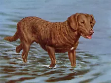 CHESAPEAKE BAY RETRIEVER DOG GREETINGS NOTE CARD DOG IN WATER