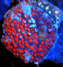 CORALS OF EDEN ~ Raging Superman Disco Mushroom Frag ~ Live Coral for Sale LPS