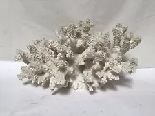 SS83 Vintage Very Beautiful Large Natural White Coral For Decoration