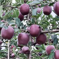 50 Black Flesh Apple Fruit Seeds Sweet Redlove Apple Seed Organic Fruit Heirloom