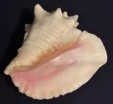 NATURAL QUEEN CONCH SHELL - LARGE, CLEAN - PINK, BEIGE - 7.50” LONG - GORGEOUS!