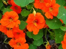 Nasturtium Seeds Tropaeolum Fireball annual Flower Seed From Ukraine 1 g