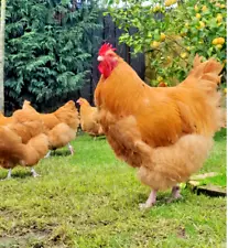 10+ FERTILE CHICKEN BUFF ORPINGTON HATCHING EGGS READY QUICK USPS PRIORITY SHIP