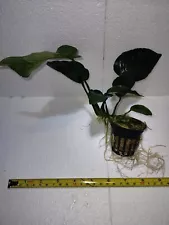 Anubias Barteri WYSIWYG XXXL Large Freshwater Aquatic Live Aquarium Plants