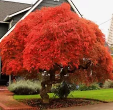 Acer Palmatum Atropurpureum - RED JAPANESE MAPLE - BONSAI SEEDS - 10 seeds