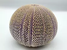 Natural 4.5" Sea Urchin Shell Multicolor Gray Purple Pink