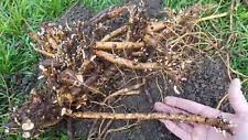 Hop Rhizomes - Cascade, Columbus, Glacier, Nugget, Chinook, Mt. Hood and more