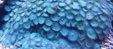 Live Coral Nuclear Green Grande Paly Polyp Colony WYSIWYG