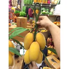 mahachanok mango tree for sale