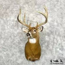 #29029 E | Whitetail Deer Taxidermy Shoulder Mount For Sale