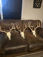 3 whitetail deer European mount With Plastic Skulls Cabin Decor Home Decor Read