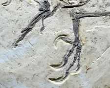 3D preserved fossilized bird fossil from Liaoning, China