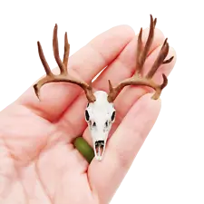 Mule deer skull 1:12 Scale Artisan Diorama Dollhouse Miniature Models 3d printed