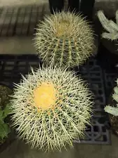 large golden barrel cactus for sale