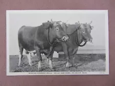 Vintage Valley Gem Farms Arlington WA Working Guernsey Bulls For Sale RPPC