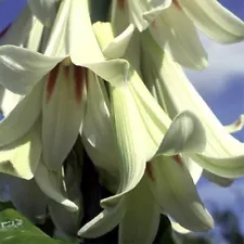 NEW! 20 Giant Himalayan Lily Seeds, Largest known Lily species, Cardiocrinum