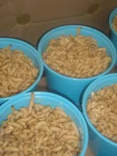 wax worms for sale free shipping