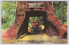 Postcard California Redwood Highway Chandelier Tree Underwood Park Linen