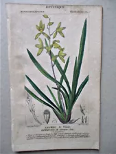 Vintage Print, EPIDENDRUM,ORCHID 2, c1810, Botanical, TURPIN