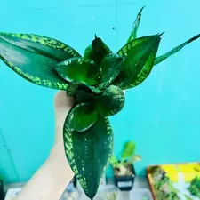 3PCS Sale Succulent Live Plant Sansevieria trifasciata Variegate Hybird WYSIWYG