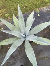 Agave also called Century plant, tropical feel, simple decor or exotic in landsc