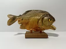 Real 7 12" South American Mounted Piranha fish on wooden base taxidermy