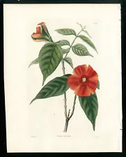 1817 Loddiges Botanical Cabinet Orginal Antique Flower Print Red Nerium Oleander