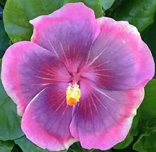 Hibiscus Cajun Color City Slicker , Starter Plant