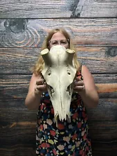 Wild Elk Skull Bull Antler Mount Horn bone Head Unique Christmas Halloween Gift