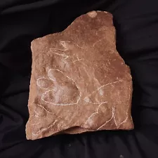 Dinosaur Footprints, Multiple Raptor Theropod, 200MYO, Famous Connecticut Locale