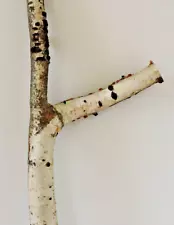 18" Paper Birch White Silver Wood Limb Branch Stick Y Forked Crotch 1 1/2"D