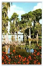 Postcard Swampland Cypress Tree, Gardens Florida FL dated 1979 G30