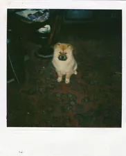 VINTAGE POLAROID PHOTO CUTE CHOW CHOW DOG PUPPY TEDDY BEAR PORTRAIT