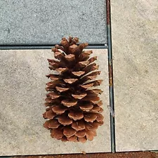 50 Florida Pine Cones for Crafts, Wreaths, Weddings, Holiday Decorations