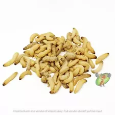 Live Wax Worms with Free Shipping! For Fishing Or Pets!