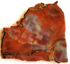 Rainbow Petrified Wood Slab - 122 Grams - Arizona - Red - Yellow