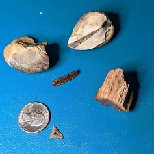 Assorted Fossils For Display