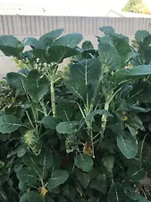 7 Green Tree Collard Cuttings + seeds FREE SHIPPING USPS PRIORITY MAIL.