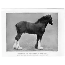 Clydesdale Stallion - Baron O' Buchlyvie - Antique Print 1908