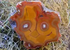 JVC - Nice Condor Agate Polished nodule