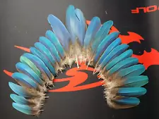 macaw feathers