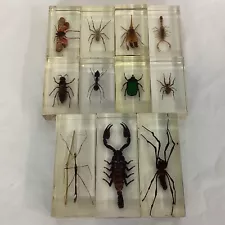 Resin Set Insects, Spiders, Bugs and Scorpion Specimens (15E) MO#8765