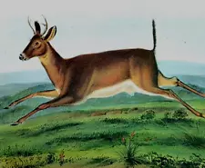 John Audubon Wildlife Long Tailed Deer Vintage Art Book Plate Print 118